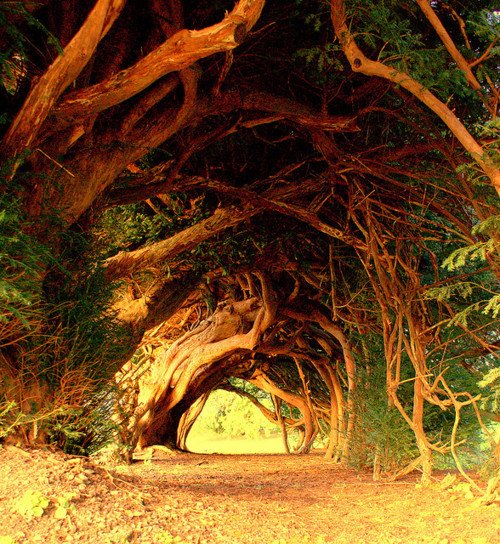 1000 years old Yew trees in Wales