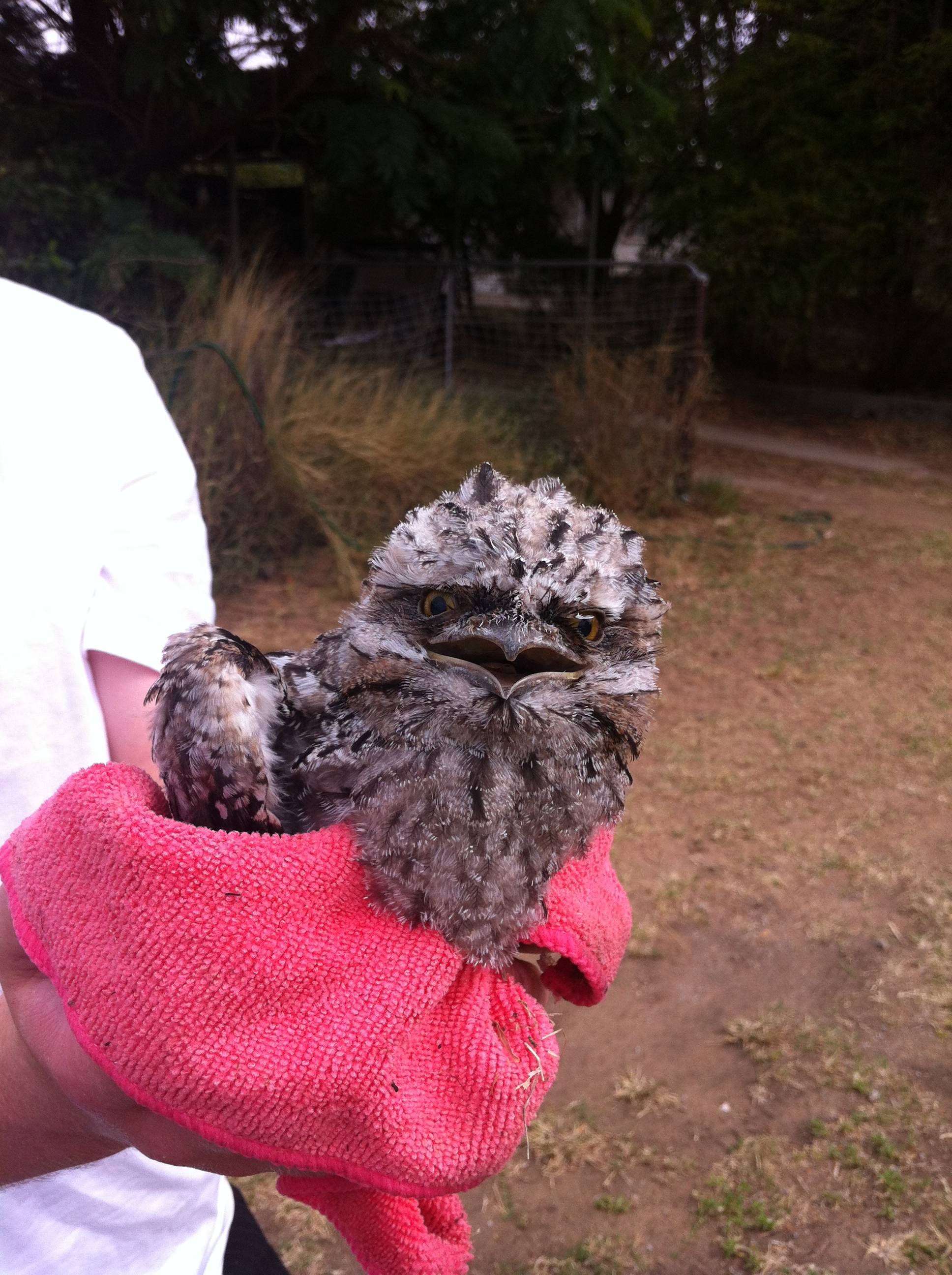 Baby Frogmouth