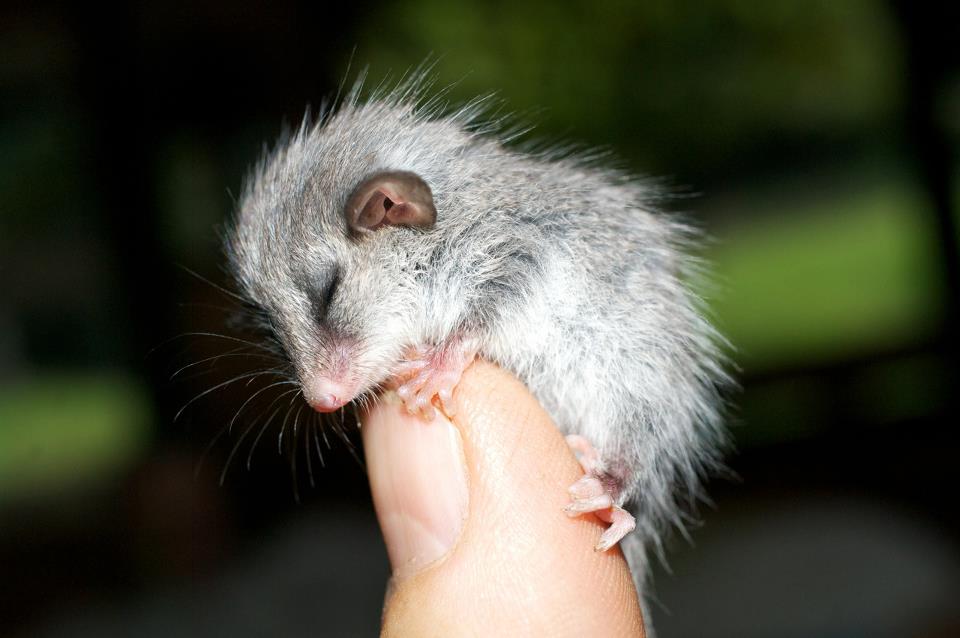 Baby Possum