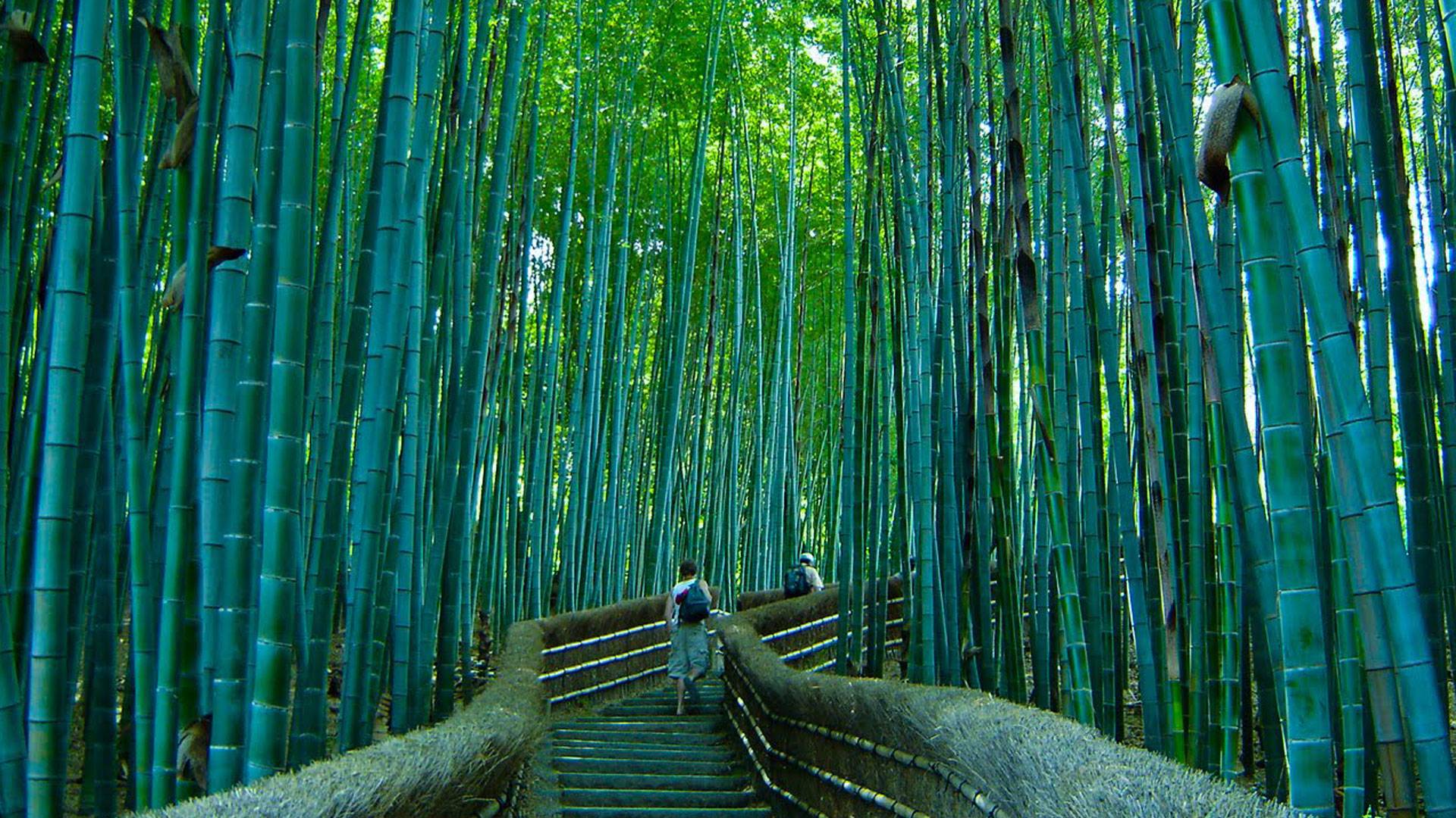 Sagano bamboo forest