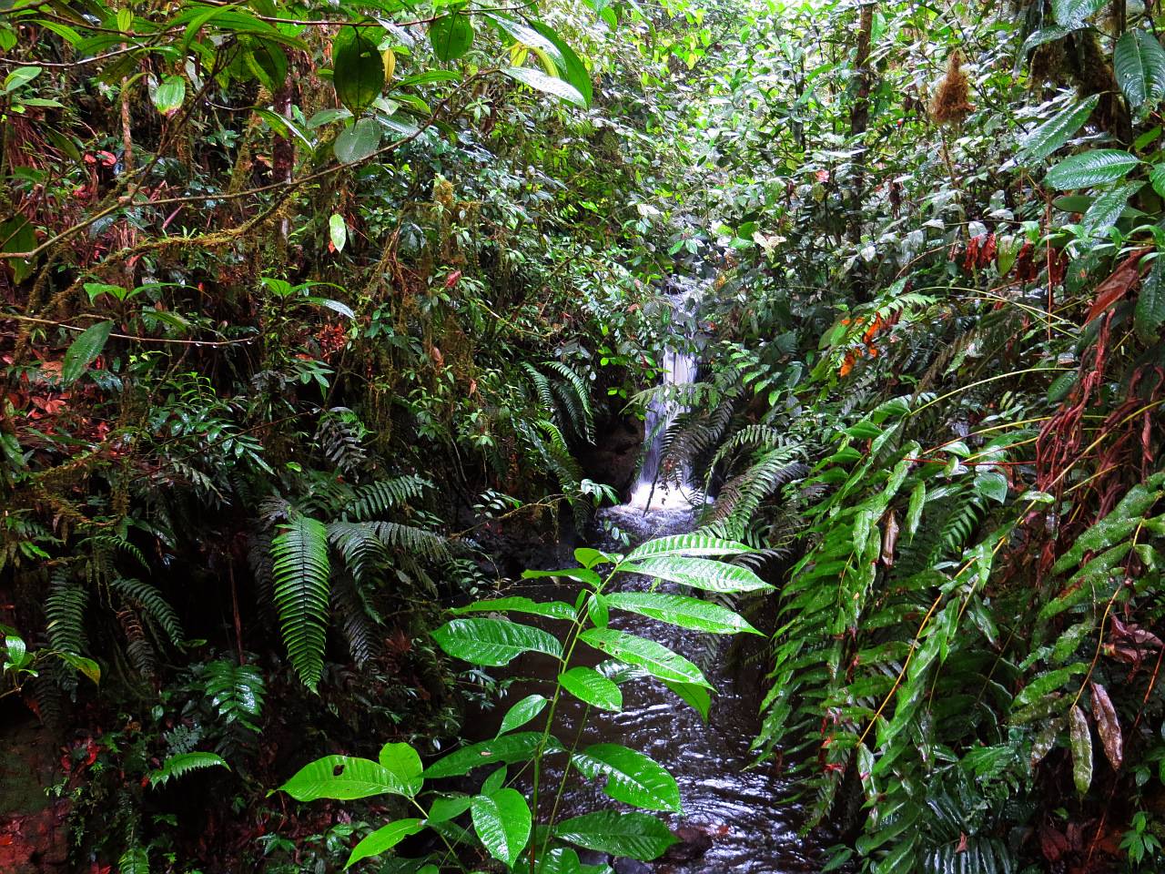 Amazonian Waterfall near Puyo, Ecuador