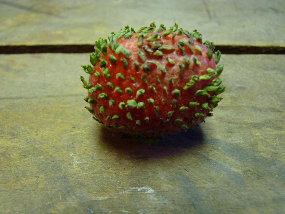 What happens when strawberry seeds start to germinate?