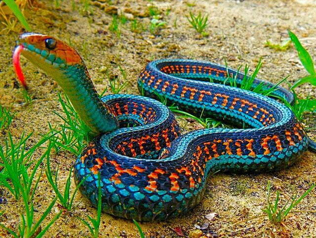 California Red Sided Garter Snake