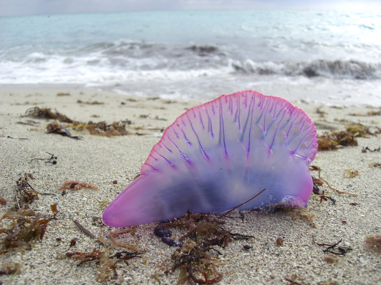 Portuguese Man O’ War