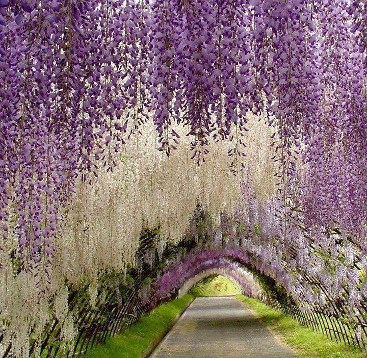 Kawachi Fuji Gardens, Japan