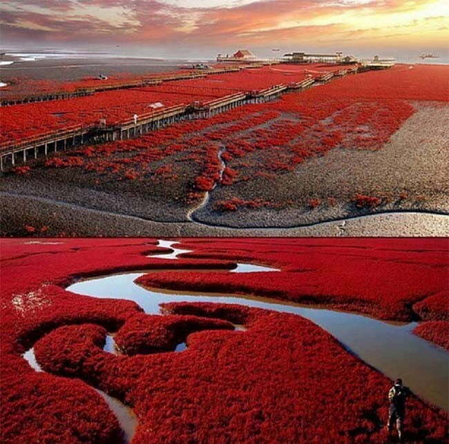 Panjin Red Beach, China