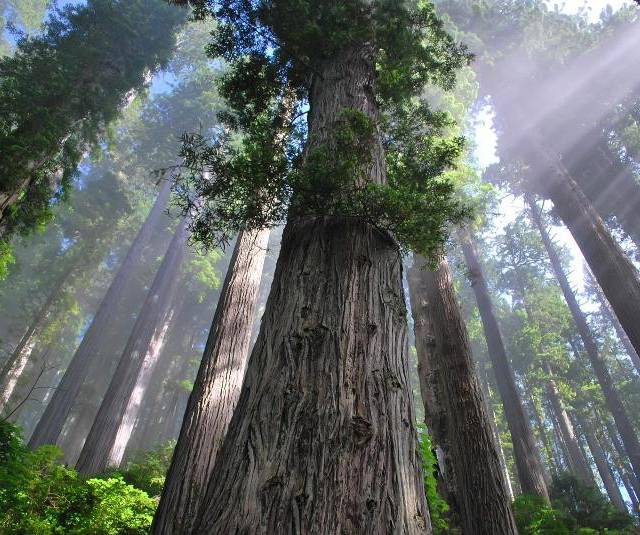 Redwood National Park