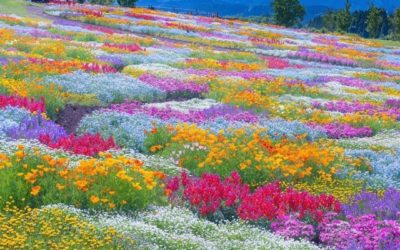 Spring time at Kuju Flower Park, Japan