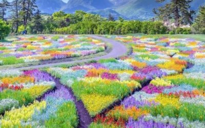 A Stunning View of Kuju Flower Park, Japan