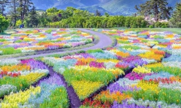 A Stunning View of Kuju Flower Park, Japan