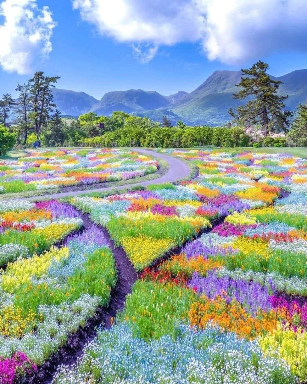 A Stunning View of Kuju Flower Park, Japan