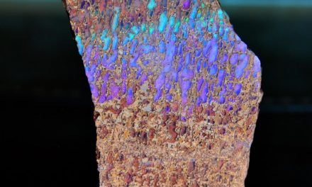 Opalised Dinosaur bone, Winton Australia